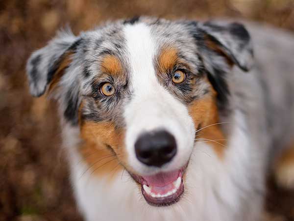 Border Collie Fotografado de Frente 