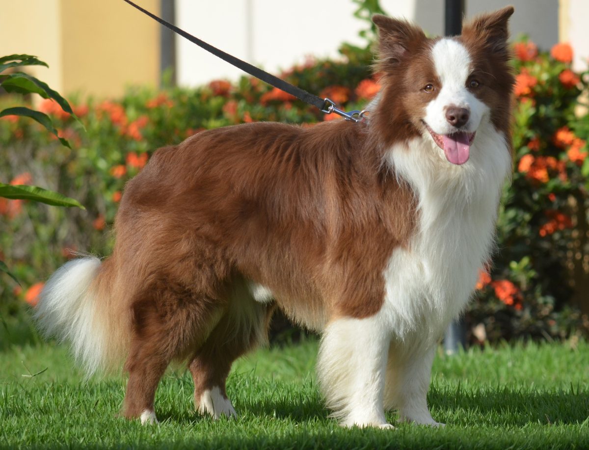 Border Collie Marrom na Grama 