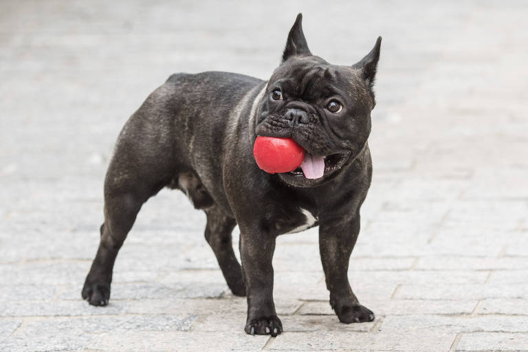 Bulldog Francês Com Bolinha Vermelha na Boca