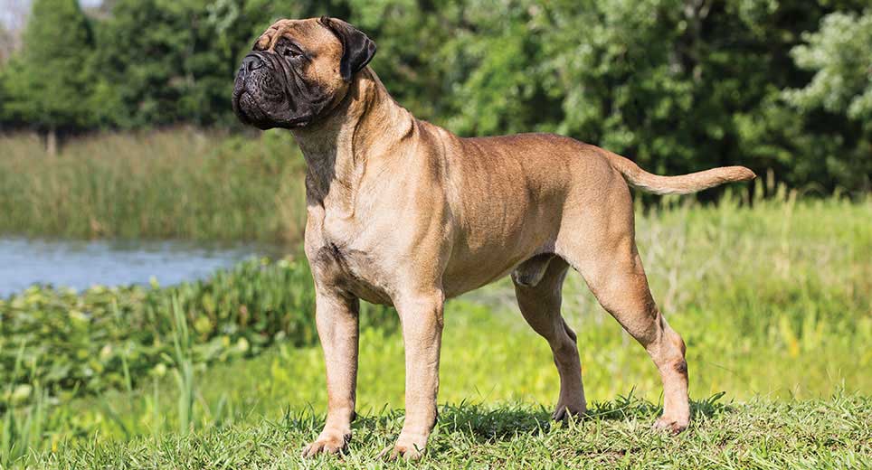 Bullmastiff