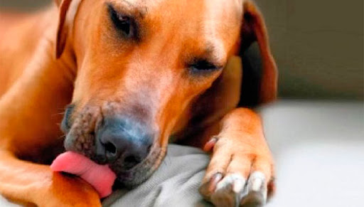 Cachorro Lambendo Ferida
