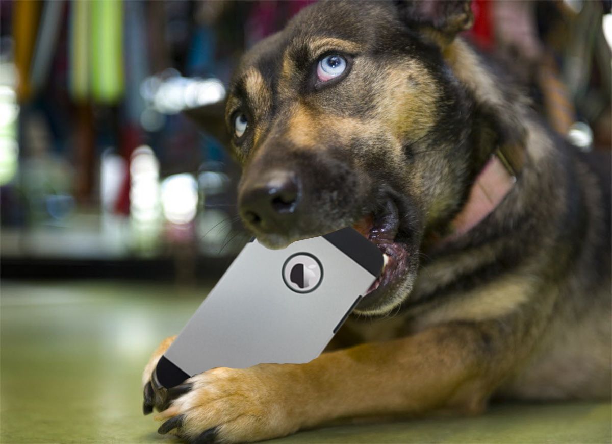 Cachorro Mastigando um Celular