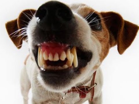 Cachorro Rosnando