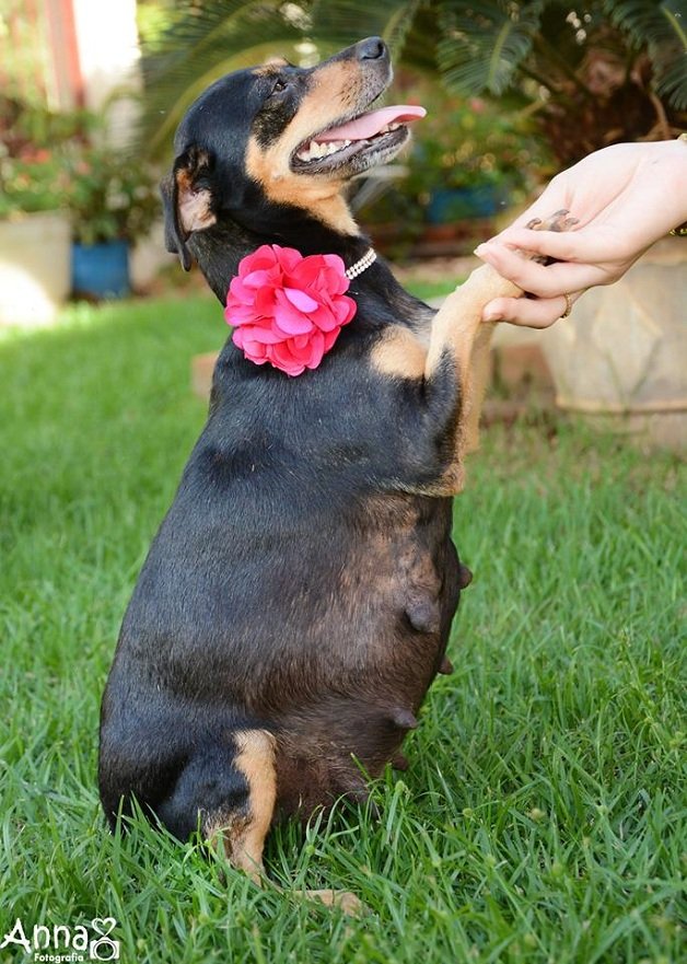 Cachorro Salsicha Grávida 