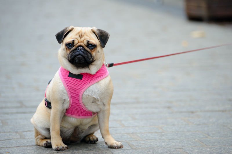 Cachorro de Coleira Nova