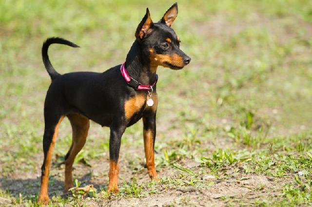 Cachorro em Alerta 