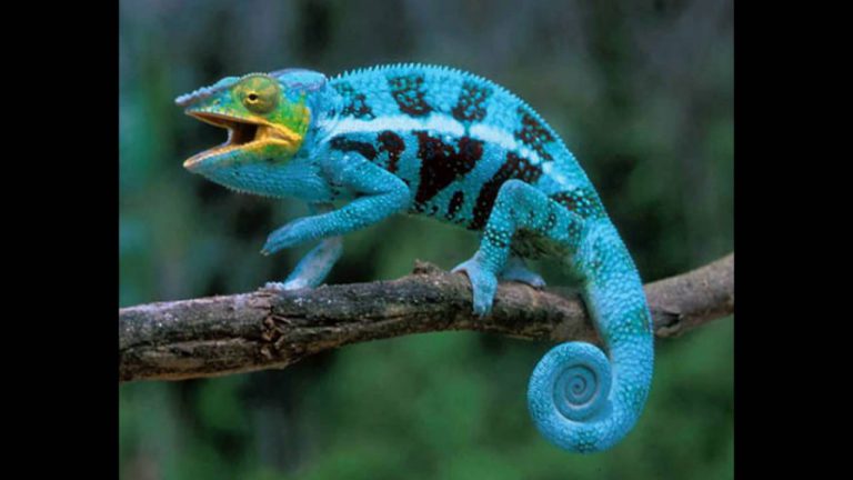 Habitat do Camaleão: Onde Eles Vivem? | Mundo Ecologia