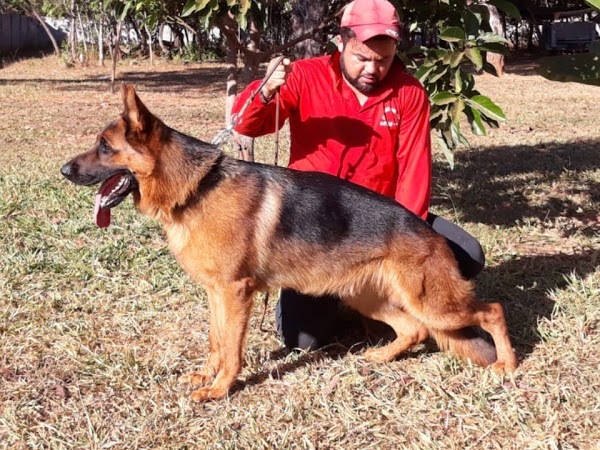 Canil Brasão do Cerrado