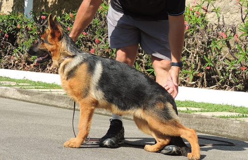 Top 10 Canis Da Raça Pastor Alemão No Brasil | Mundo Ecologia Top 10 Canis Da Raça Pastor Alemão No Brasil | Mundo Ecologia