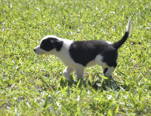 Top 10 Canis da Raça Border Collie no Brasil