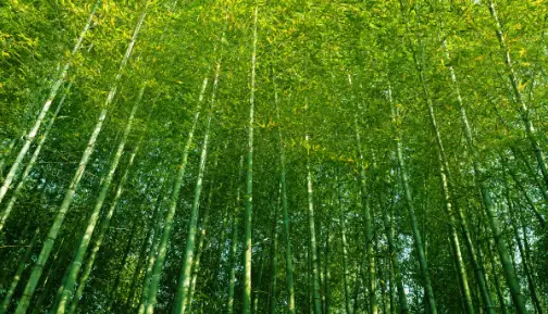 Bambu e suas Folhas