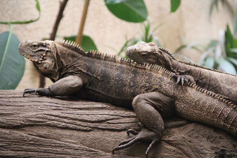 Casal de Lagartos Interagindo 