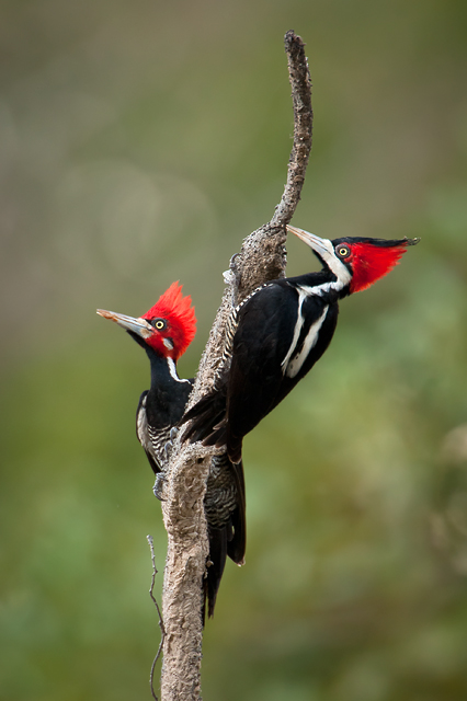 Casal de Pica-pau-da-Cabeça-Vermelha 