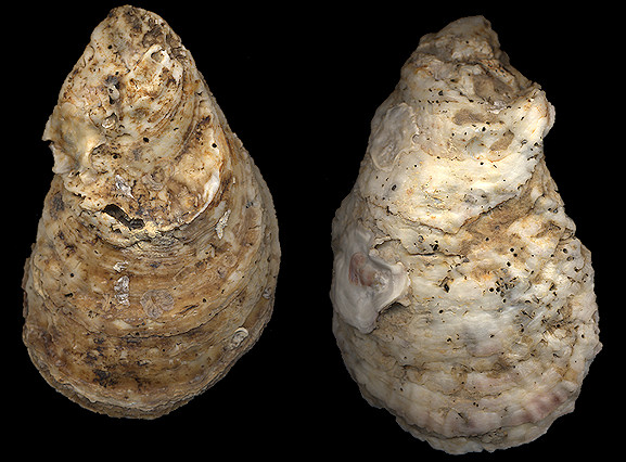 Cassostrea Virginica