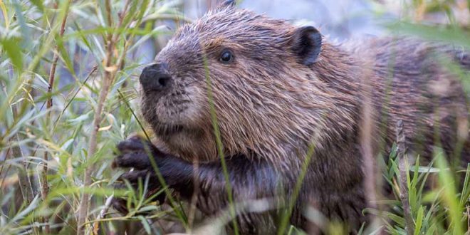 Castor Californicus