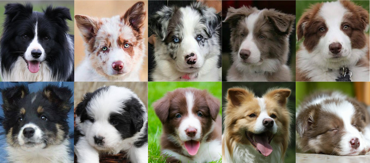 Cores do Border Collie 