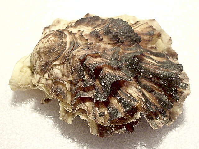 Crassostrea Angulata