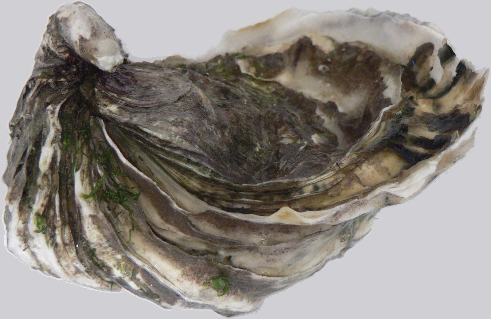 Crassostrea Gigas