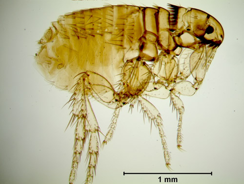 Ctenocephalides Canis