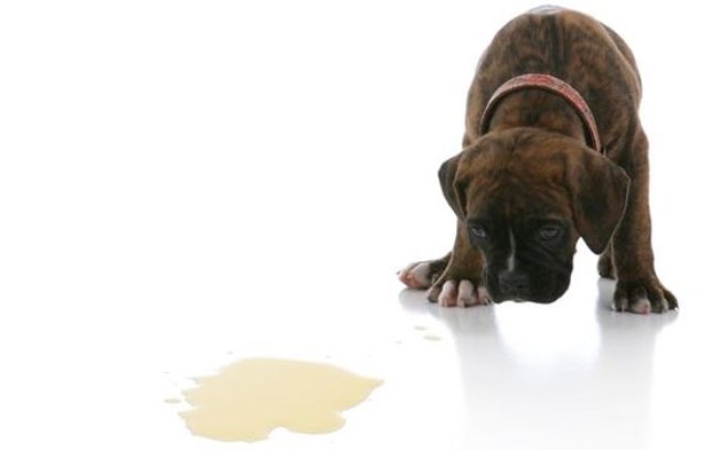 Cão Urinando 