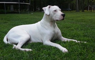 Dogo Argentino Deitado na Grama 