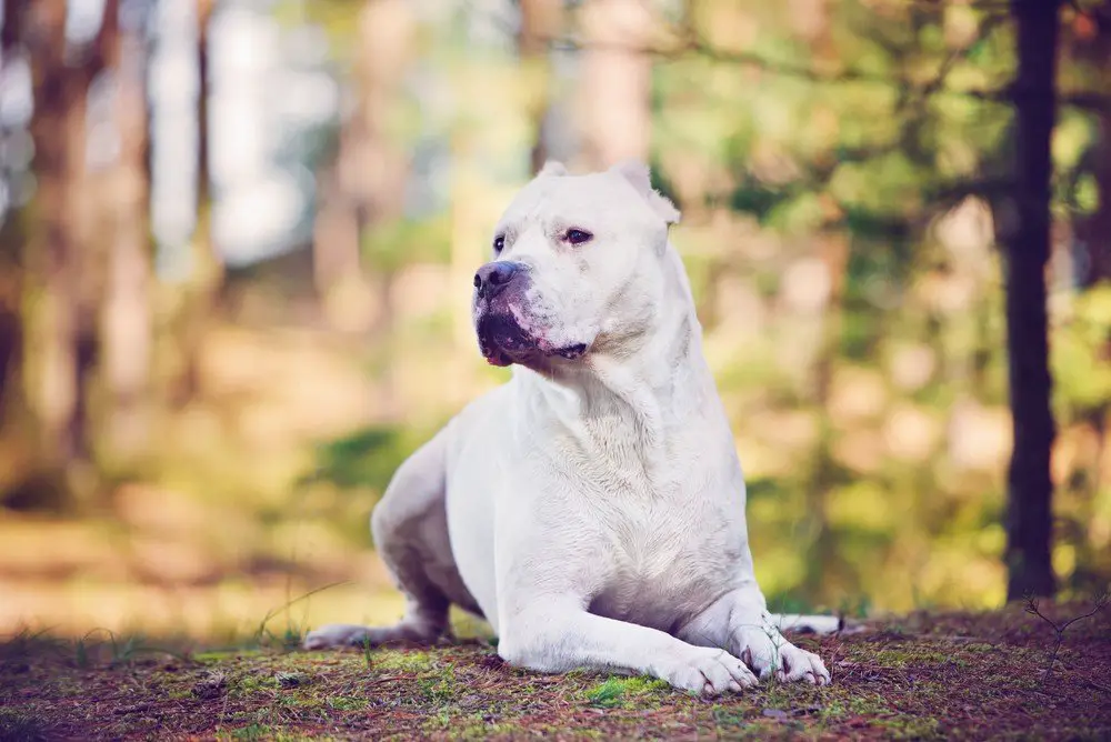 Dogo Argentino Sentado em um Bosque 