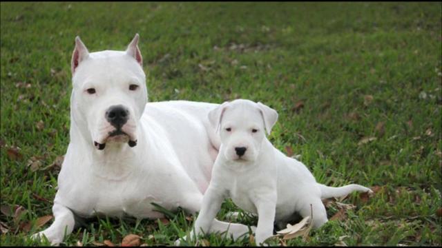 Dogo Argentino