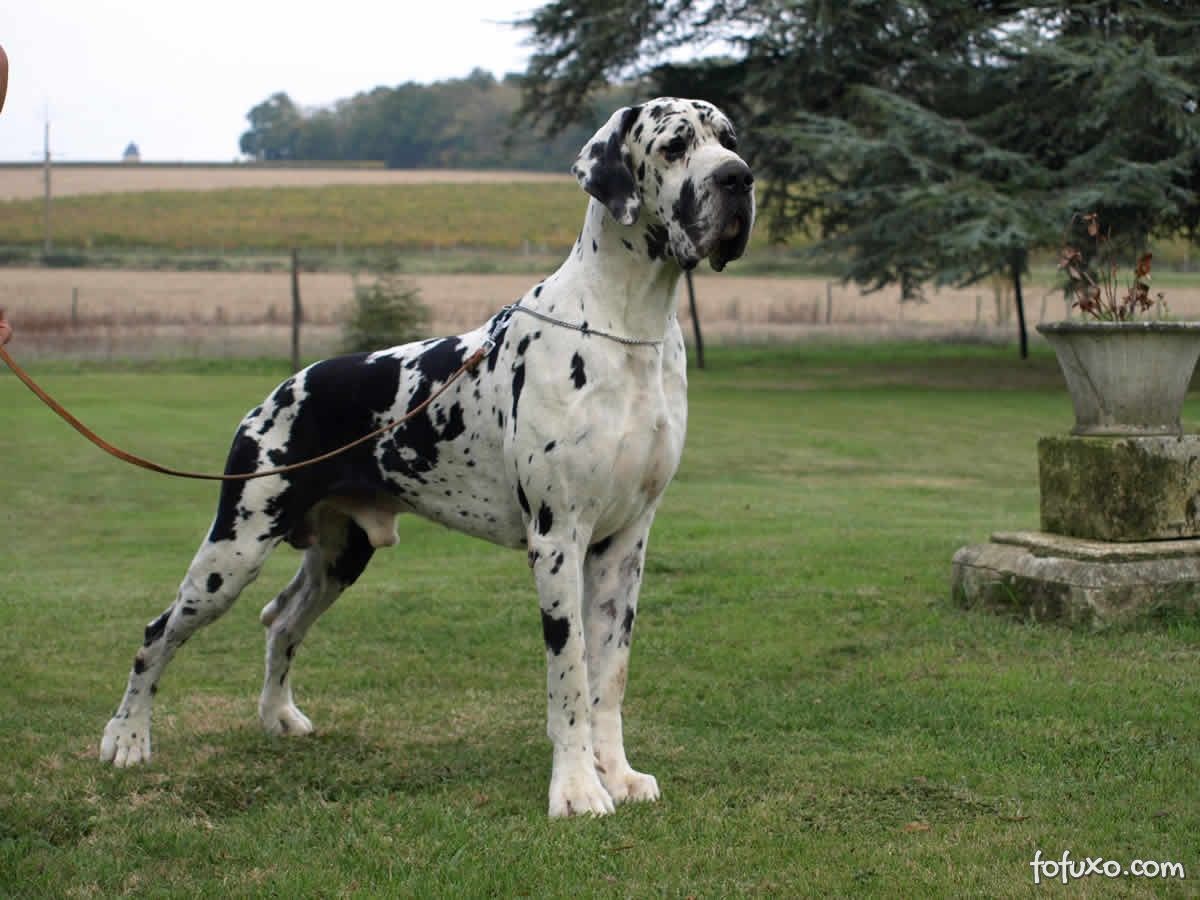 Dogue Alemão