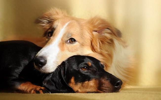 Dois Cachorros Juntos