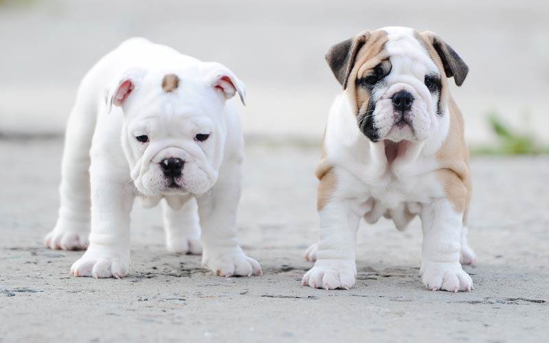 Dois Filhotes de Bulldogs