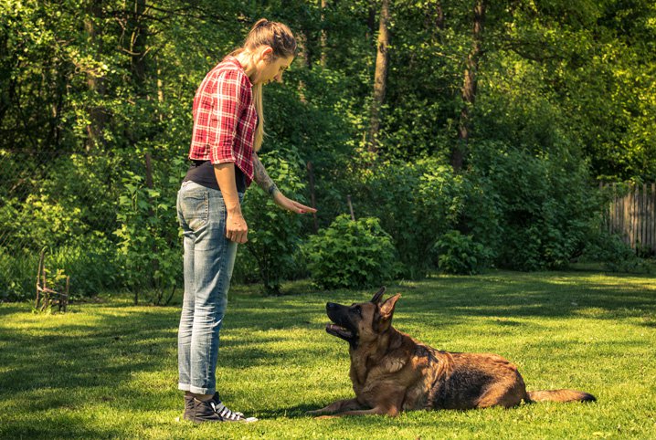 Ensinando Não ao Cachorro 