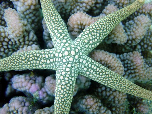 Estrela do Mar