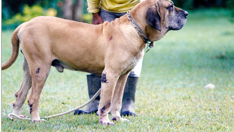 Fila Brasileiro