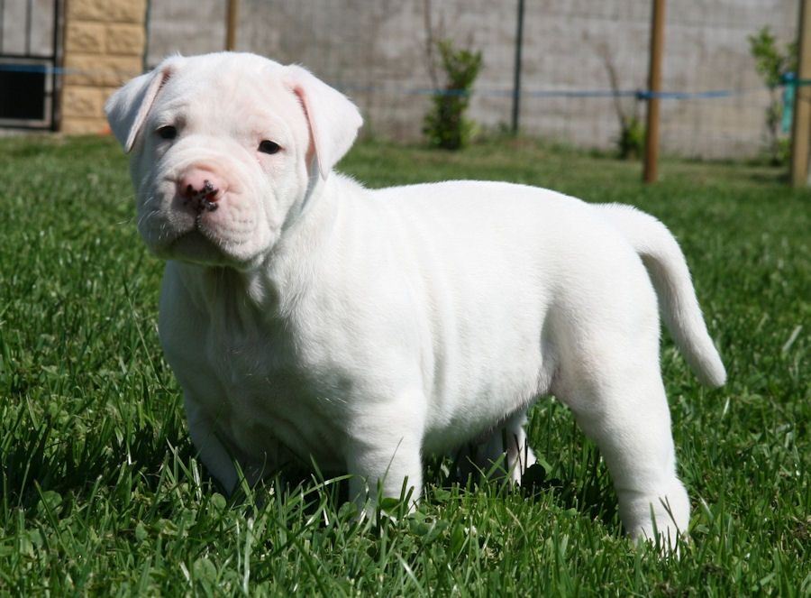 Filhote de Dogo Argentino 