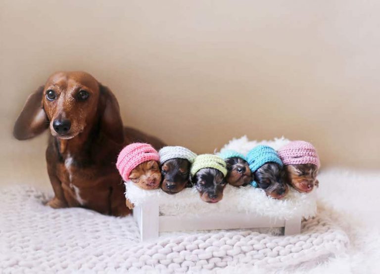Quantos Filhotes O Cachorro Salsicha Pode Ter? Mundo Ecologia Quantos Filhotes O Cachorro Salsicha Pode Ter? Mundo Ecologia