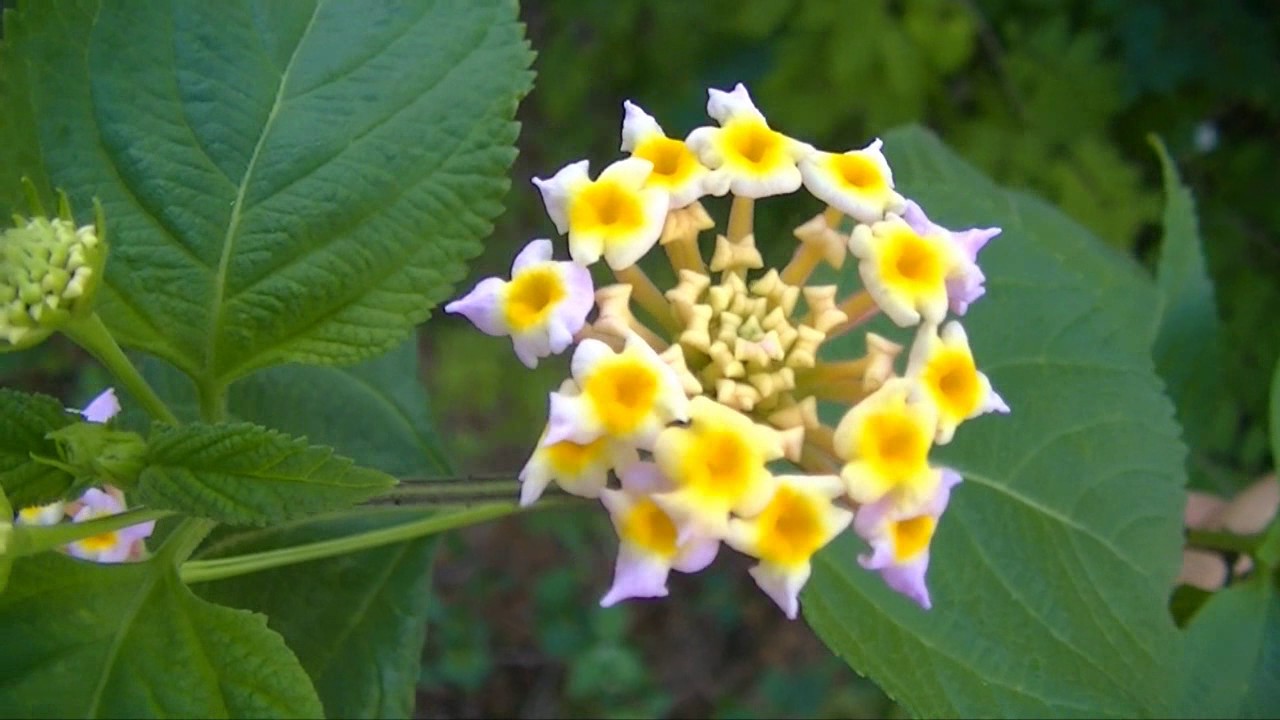 Flor Lantana Camará 