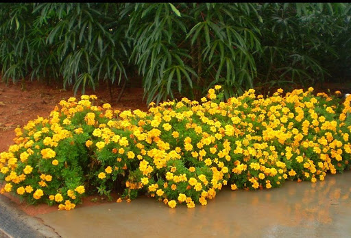 Flor Lantana no Canteiro 