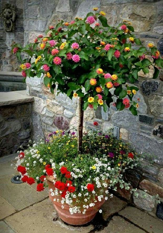 Flor Lantana no Vaso