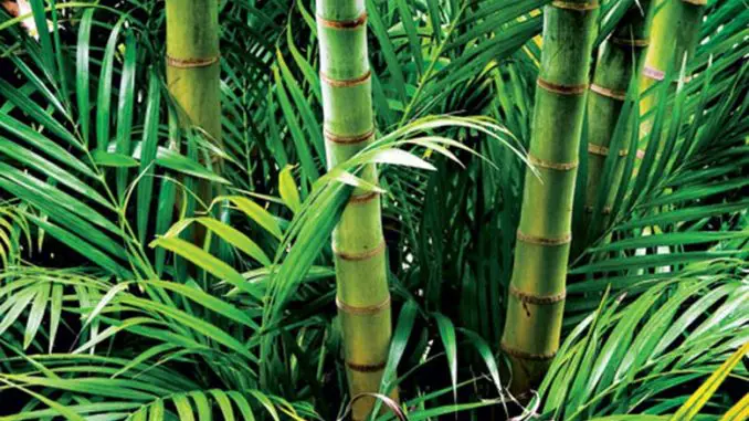 Folha de Bambu - Diversos Benefícios