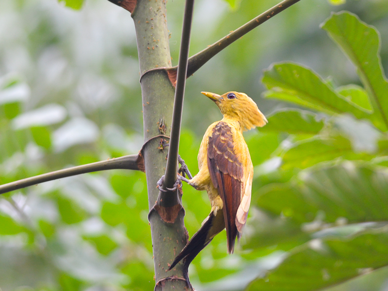 Foto de um Pica-pau Amarelo 