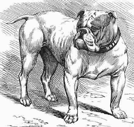 História Do Bulldog