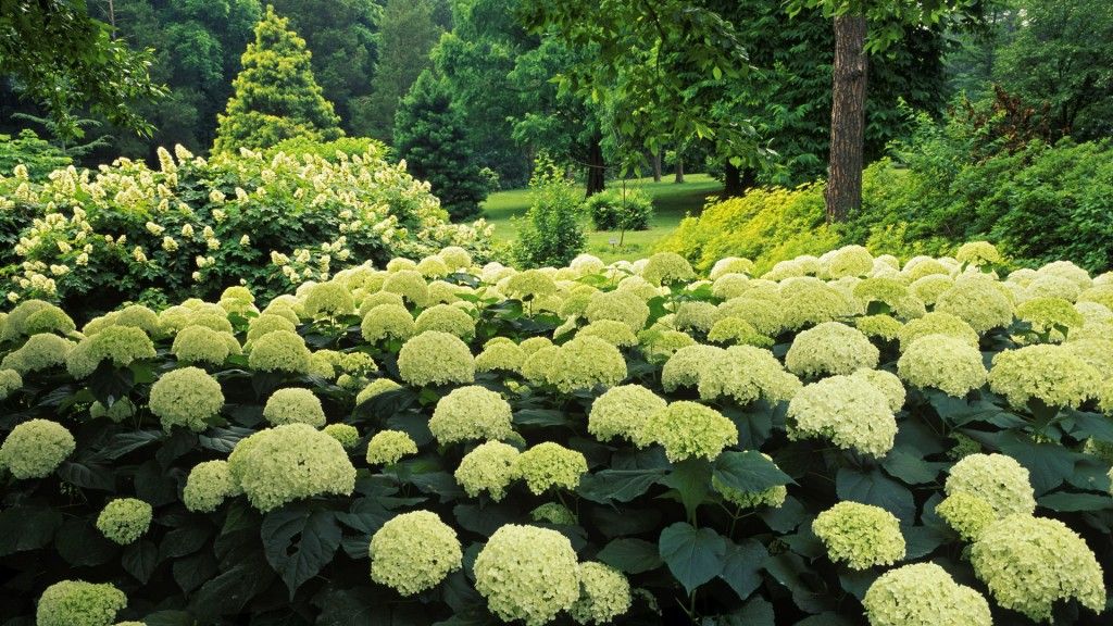 Hortênsias Amarelas