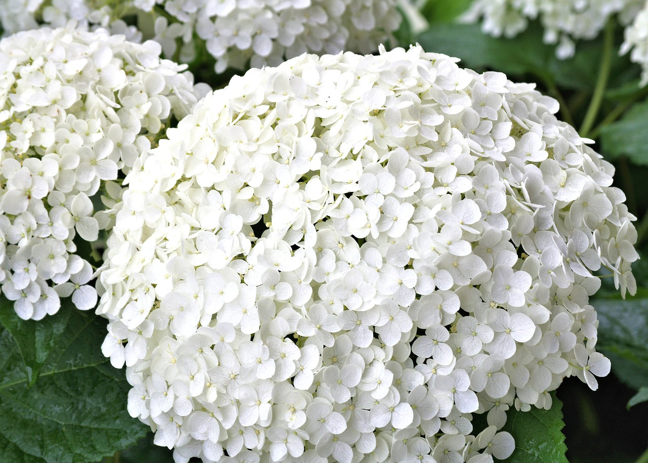 Hortênsias Brancas