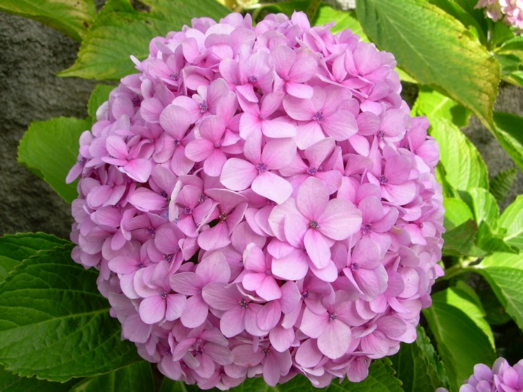 Hortênsias Rosas