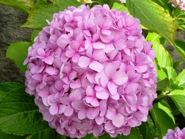 Hortênsias Rosas 