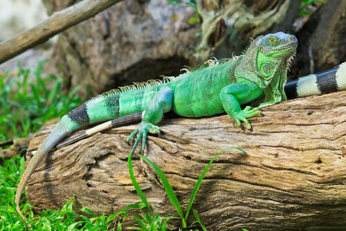 Iguana Andando em Um Tronco 