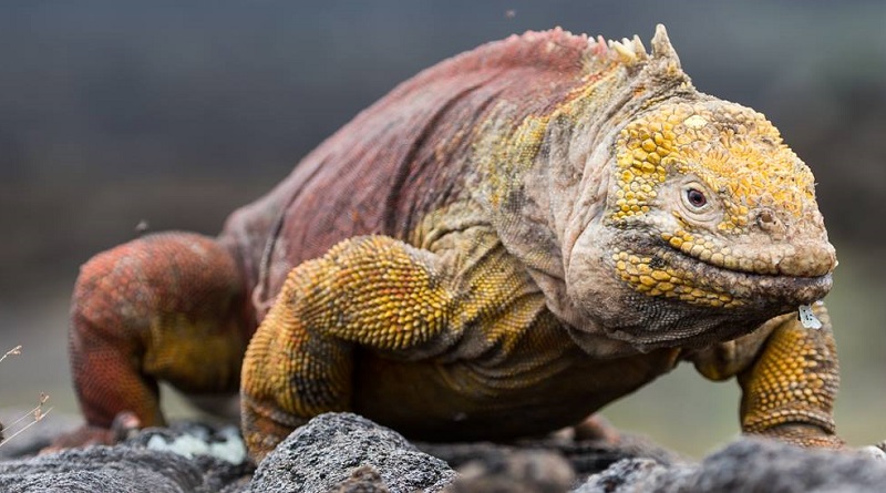 Iguana Andando na Pedra 