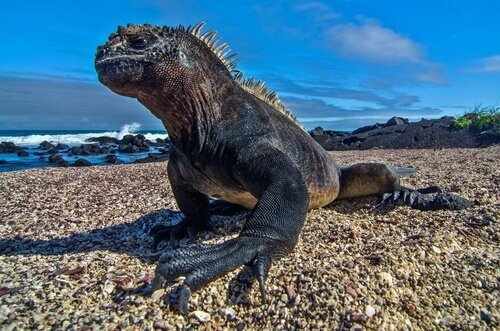 Iguana Marinha Fotografada de Perto 