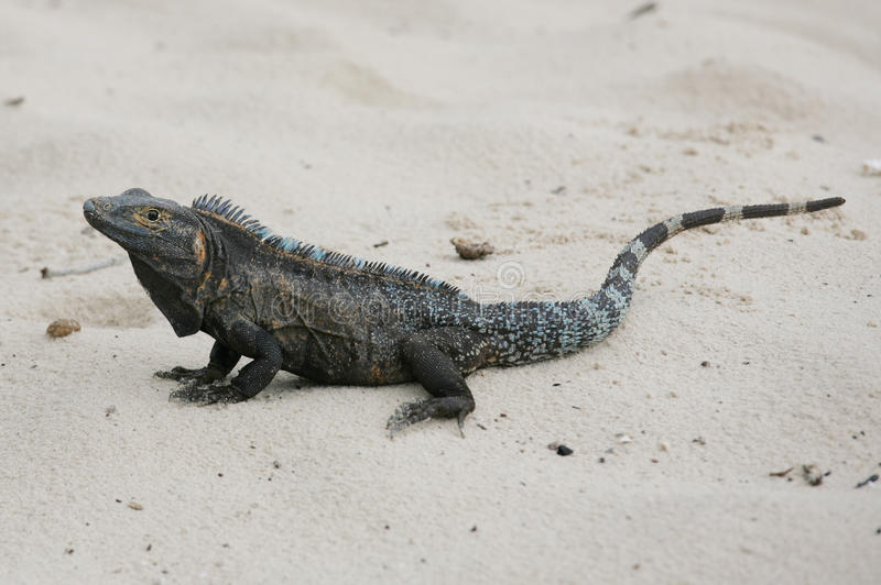 Iguana Preta