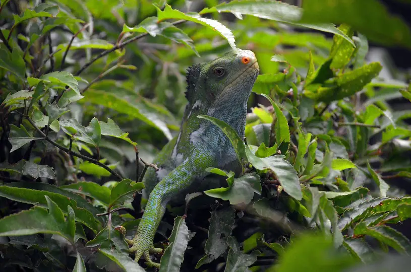 Iguana-de-Crista-de-Fiji no Meio da Mata 